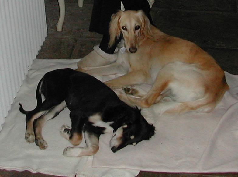 coco and pip at cottage