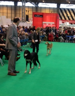 crufts coco and georgie 2 crufts coco and georgie 2