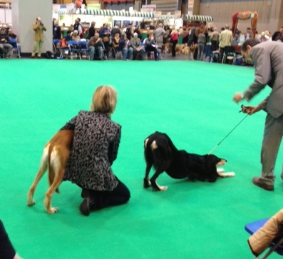 crufts coco and georgie 4 crufts coco and georgie 4
