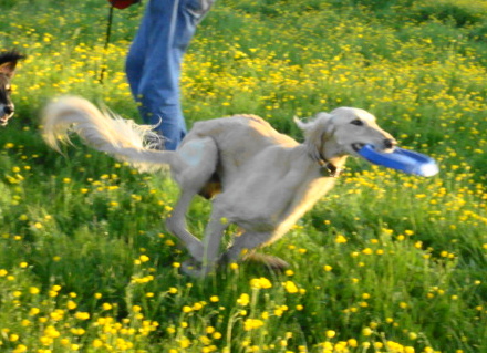 pip with frisbee