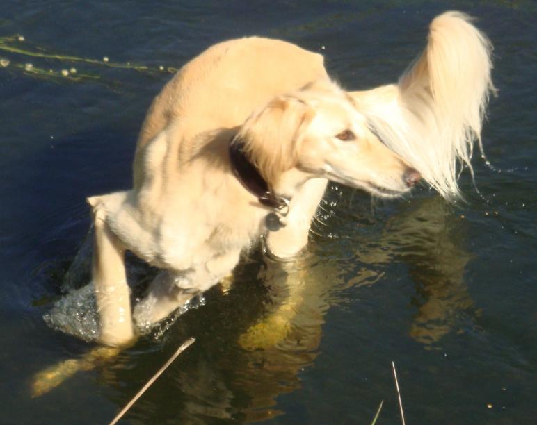pip turning in water