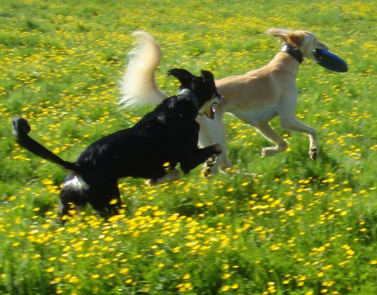 pip and coco with frisbee