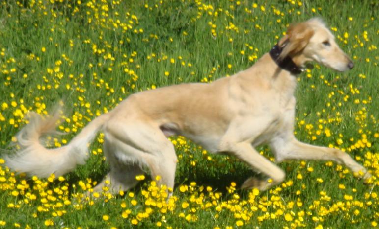 pip running