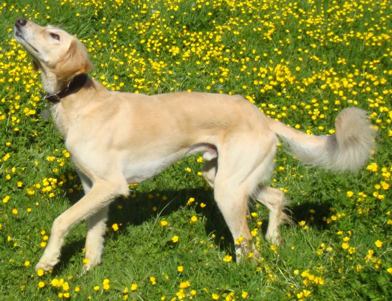 pip looking for frisbee