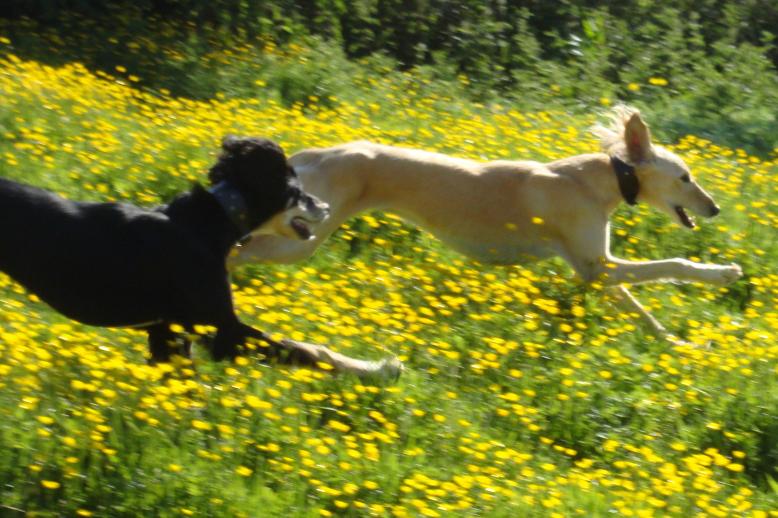 pip and coco running