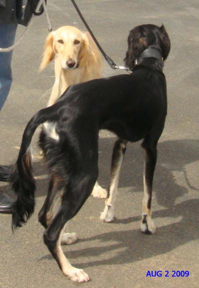pip and coco at e port