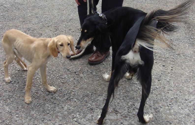 tuppence and coco tuppence and coco