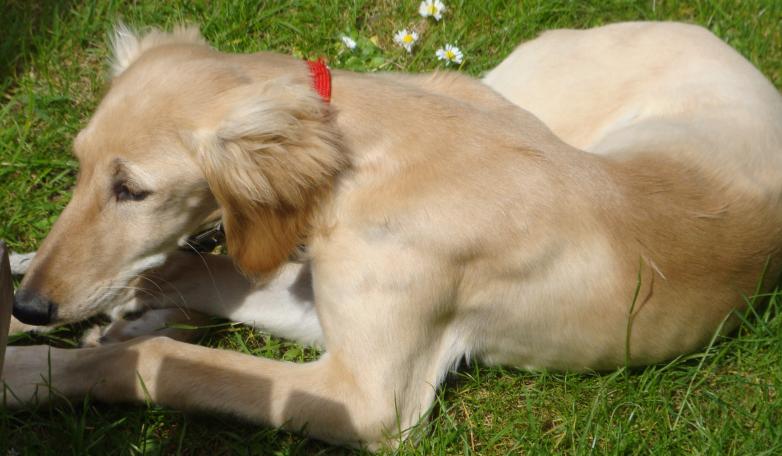 tuppence in pb garden tuppence in pub garden
