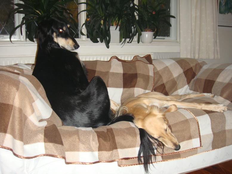 tuppence and coco on settee tuppence and coco on settee