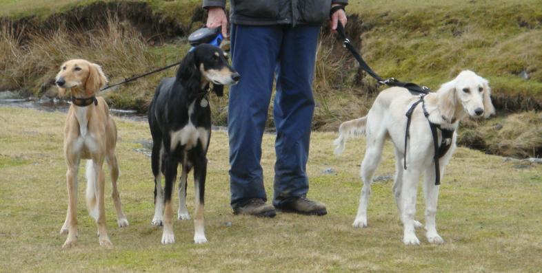all 3 walking all 3 walking
