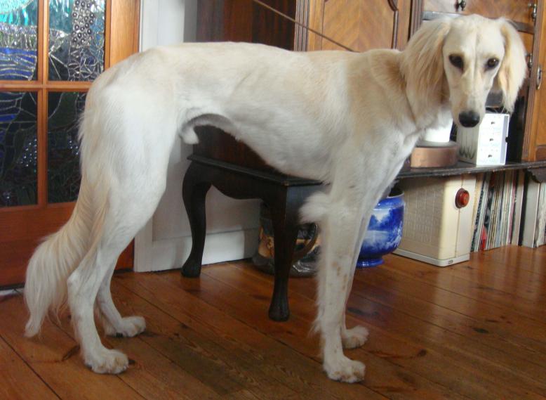 tammas 1/8/11 2