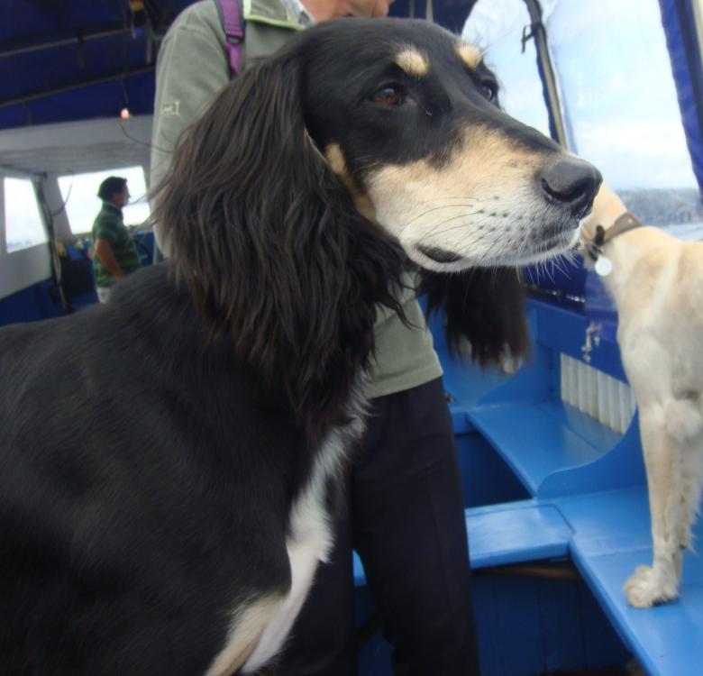 coco on ferry coco on ferry