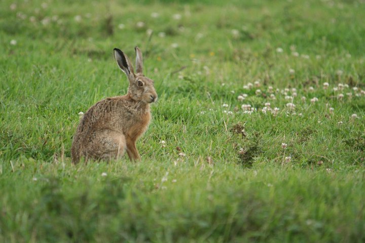 hare at cholderton hare at cholderton