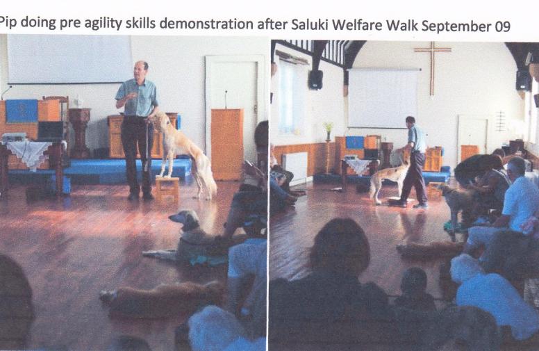helen's photo of pre agility demonstration