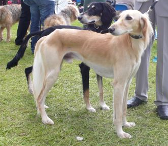 Pip and Coco at Leeds 2009