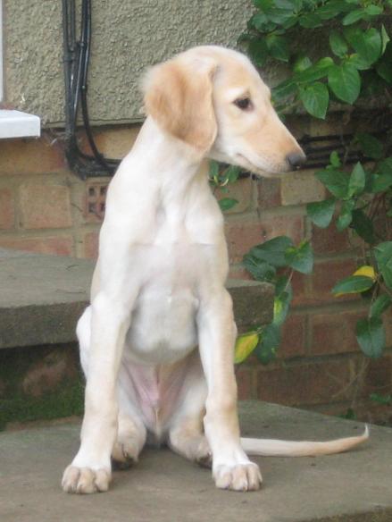 pip as puppy