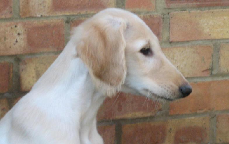 puppy pip