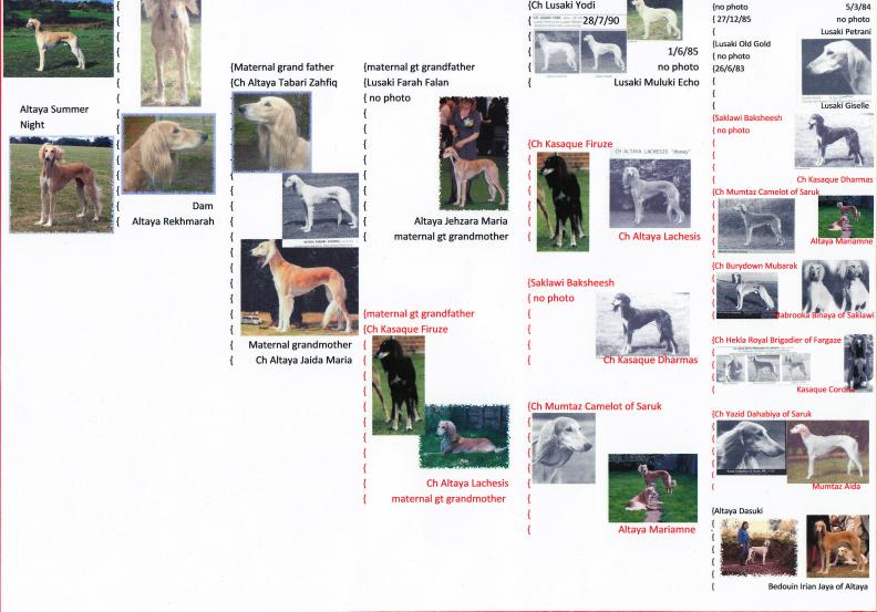 pip's photo pedigree bottom