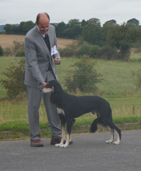 coco nsc 2012 res best dog 1 coco nsc 2012 res best dog 1
